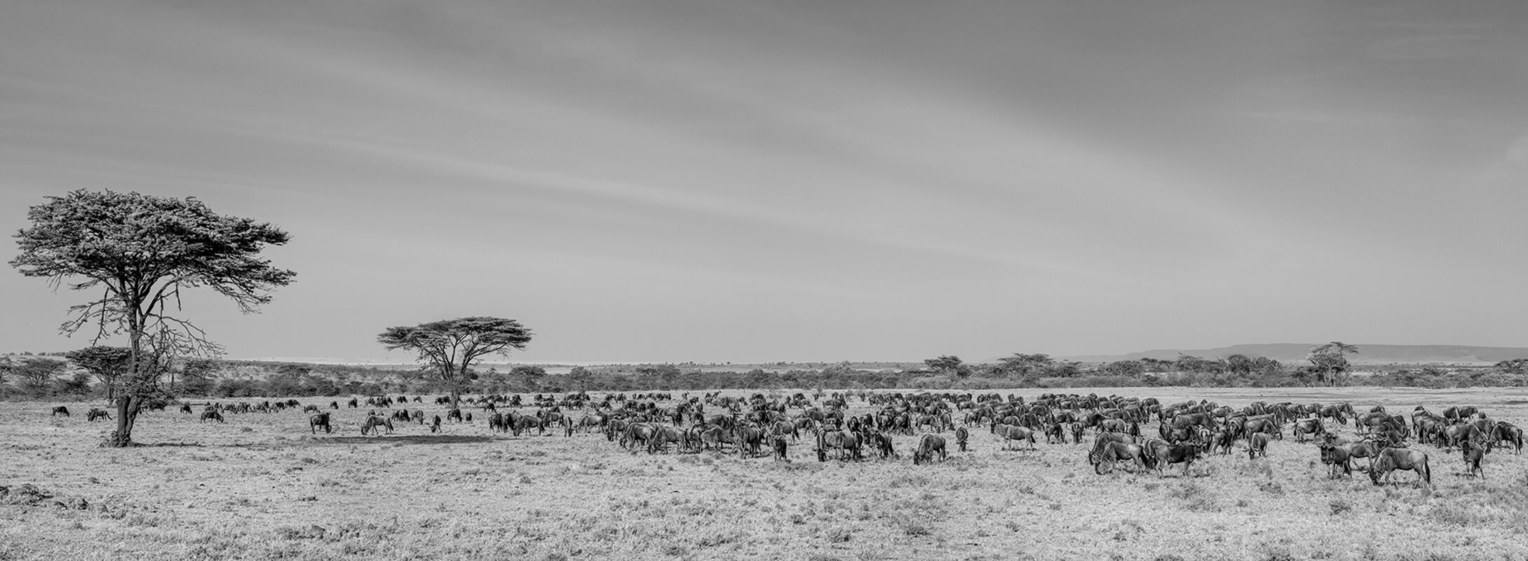 The masaai mara